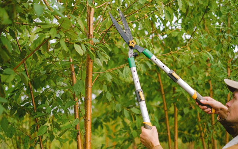 Tree trimming in Oakley, ID